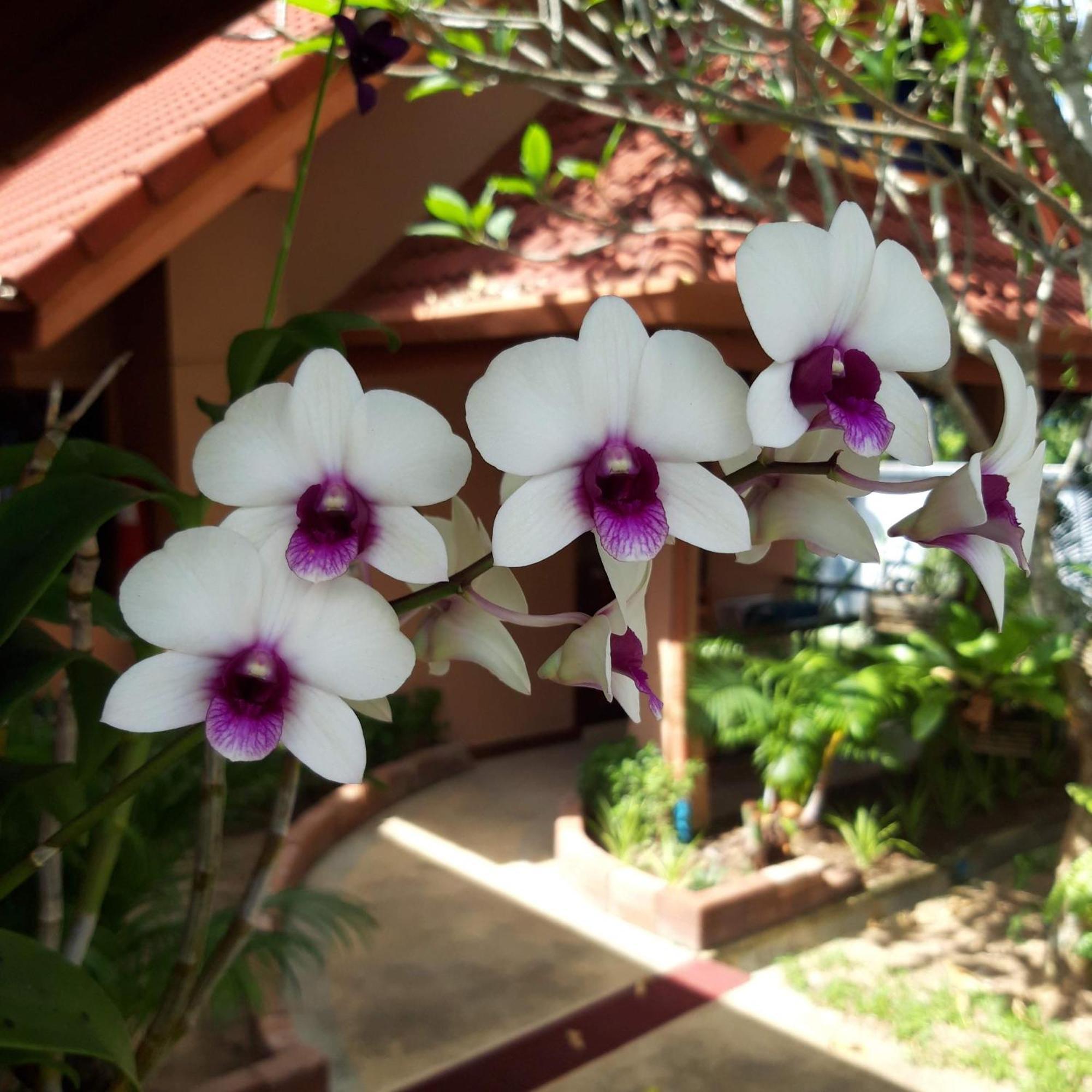 The Pace Phuket Boutique Resort Rawai 外观 照片